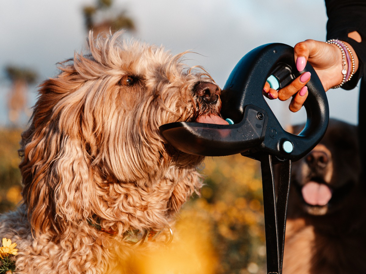MEET THE ULTIMATE DOG WALKING COMPANION