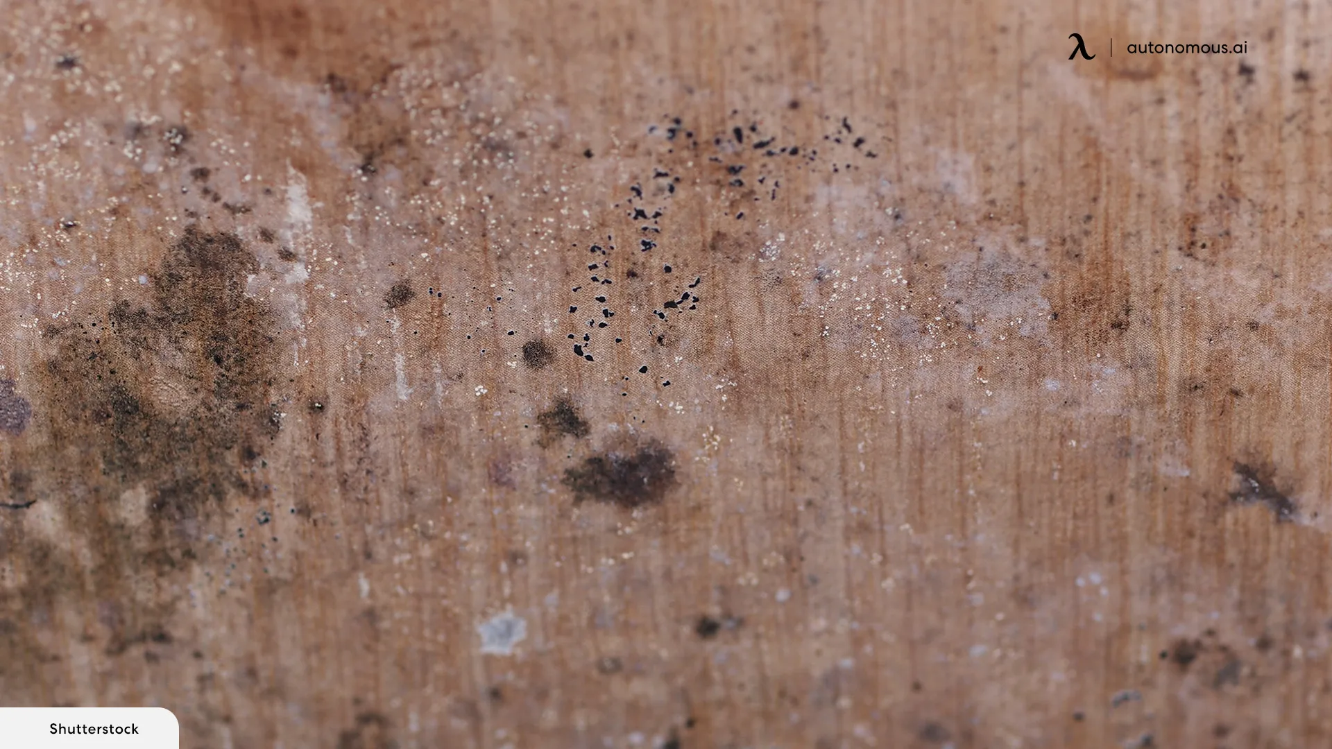 Why Does Mold Grow on Furniture?