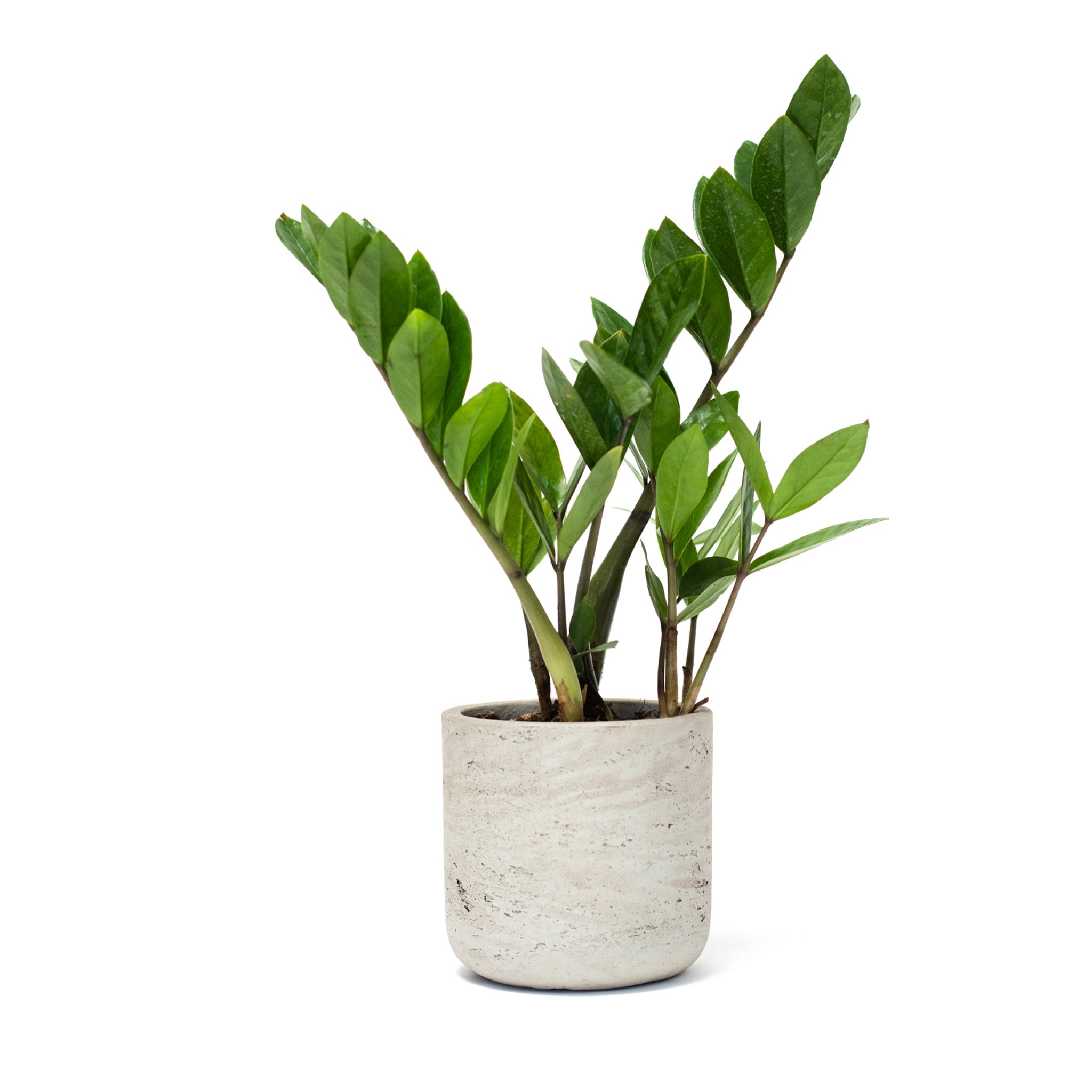 ZZ Plant in Gray Large Wilson Pot