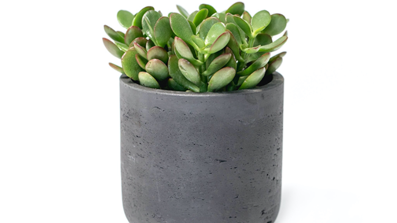 Desk Plants Jade Plant in Large Black Wilson Pot