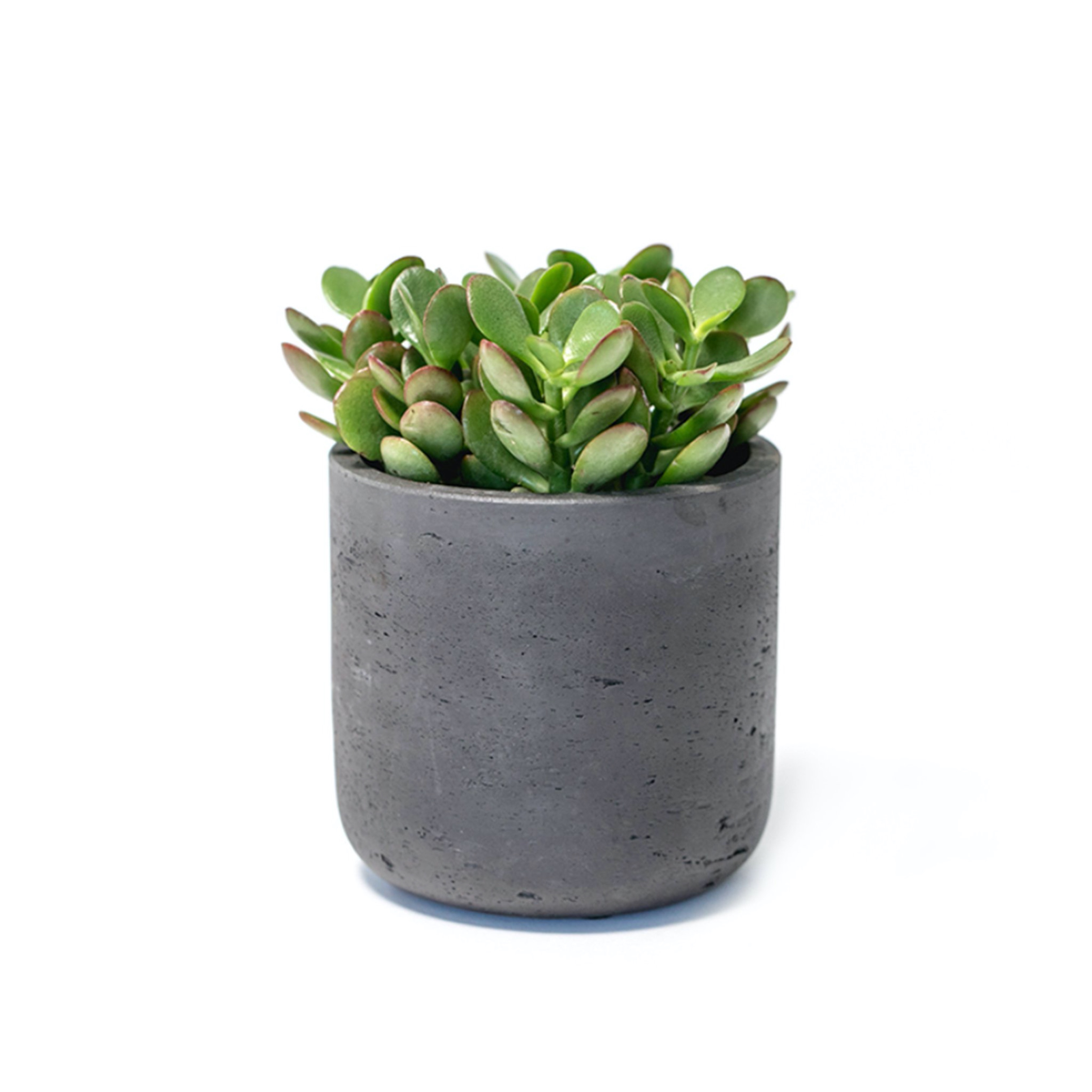 Jade Plant in Large Black Wilson Pot