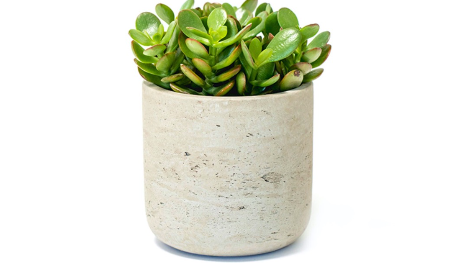 Desk Plants Jade Plant in Gray Large Wilson Pot