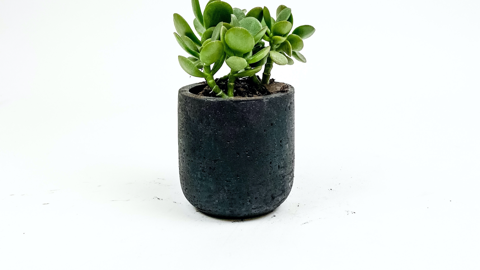 Desk Plants Jade Plant in Mini Black Wilson Pot