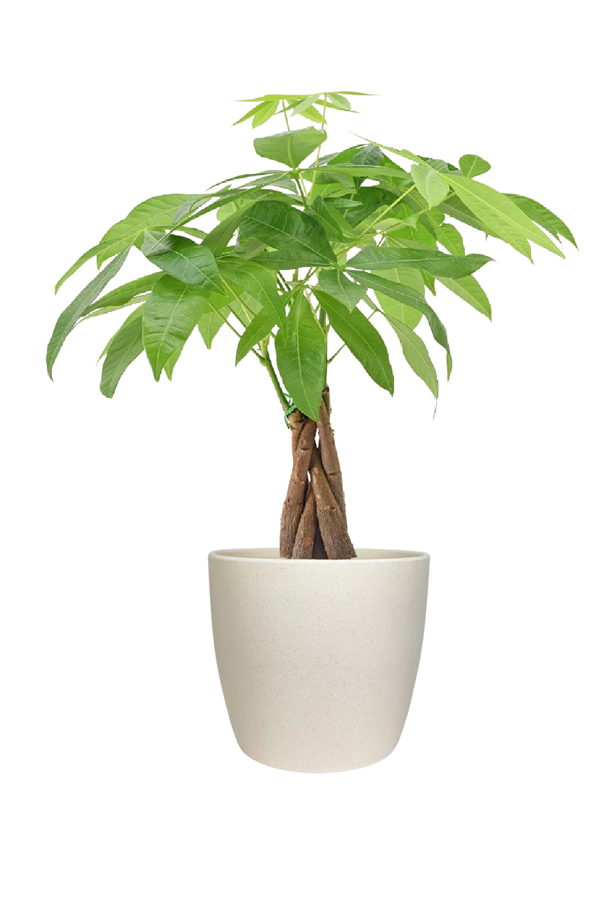 Money Tree in Large Harlow Cream Pot