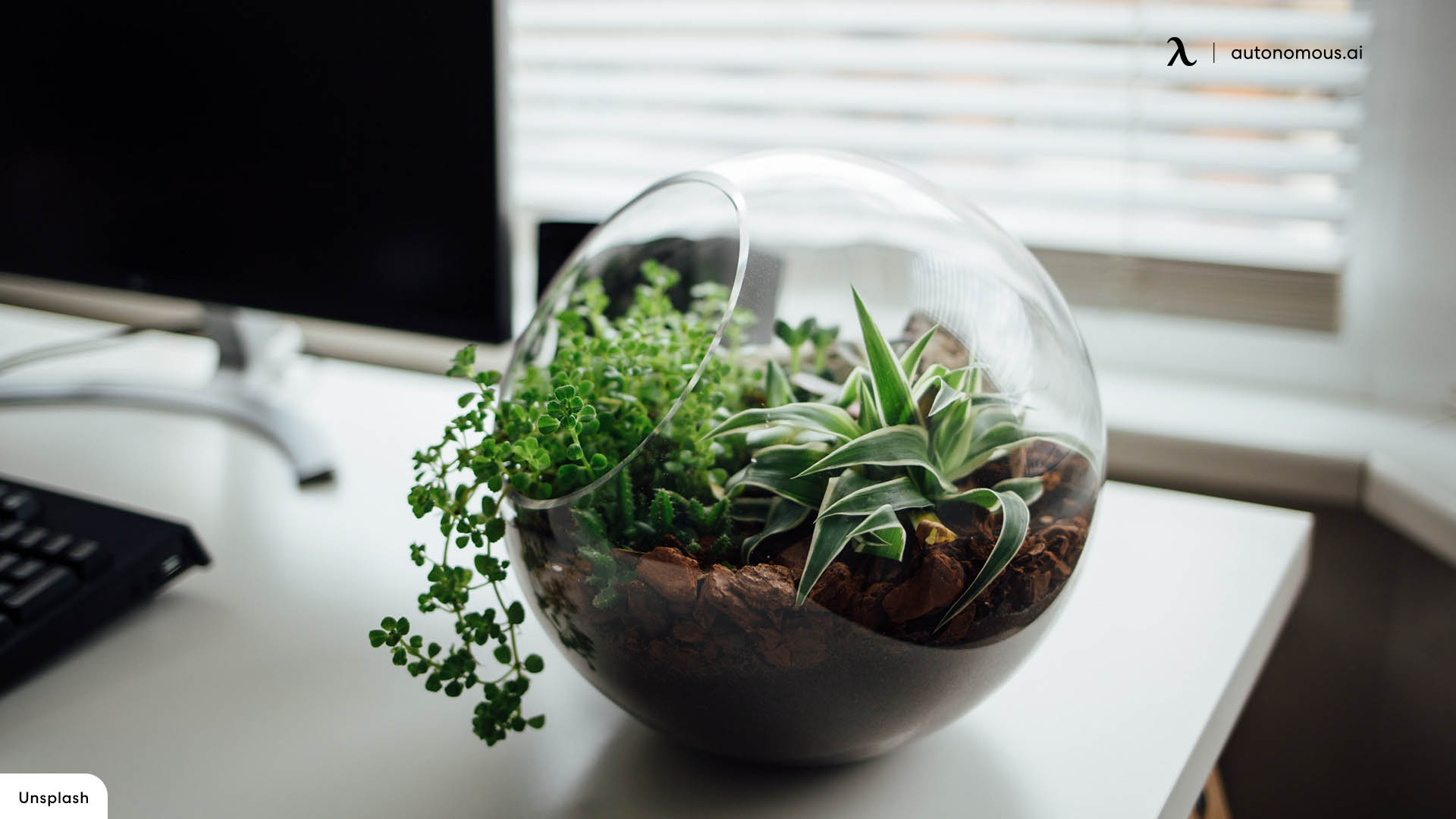 The Best Office Cubicle Plants to Brighten Your Workday