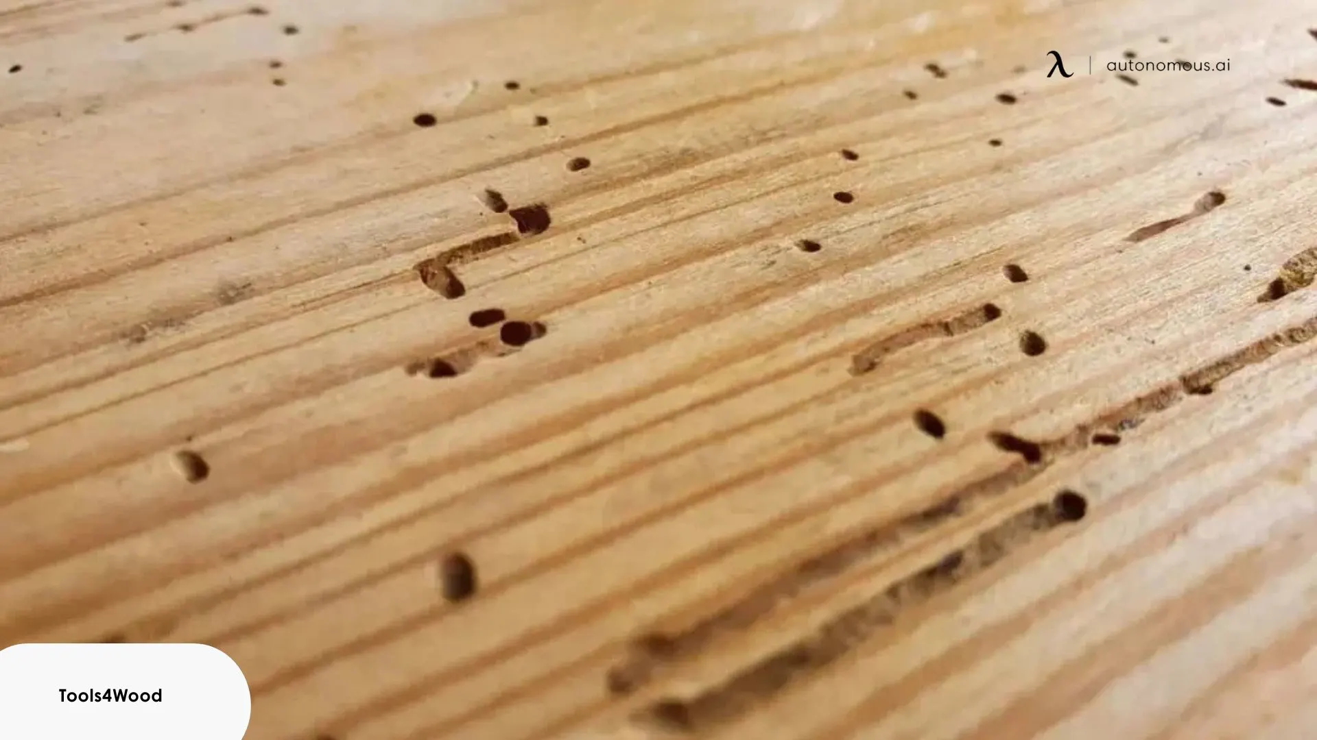 Start by locating where the mites are