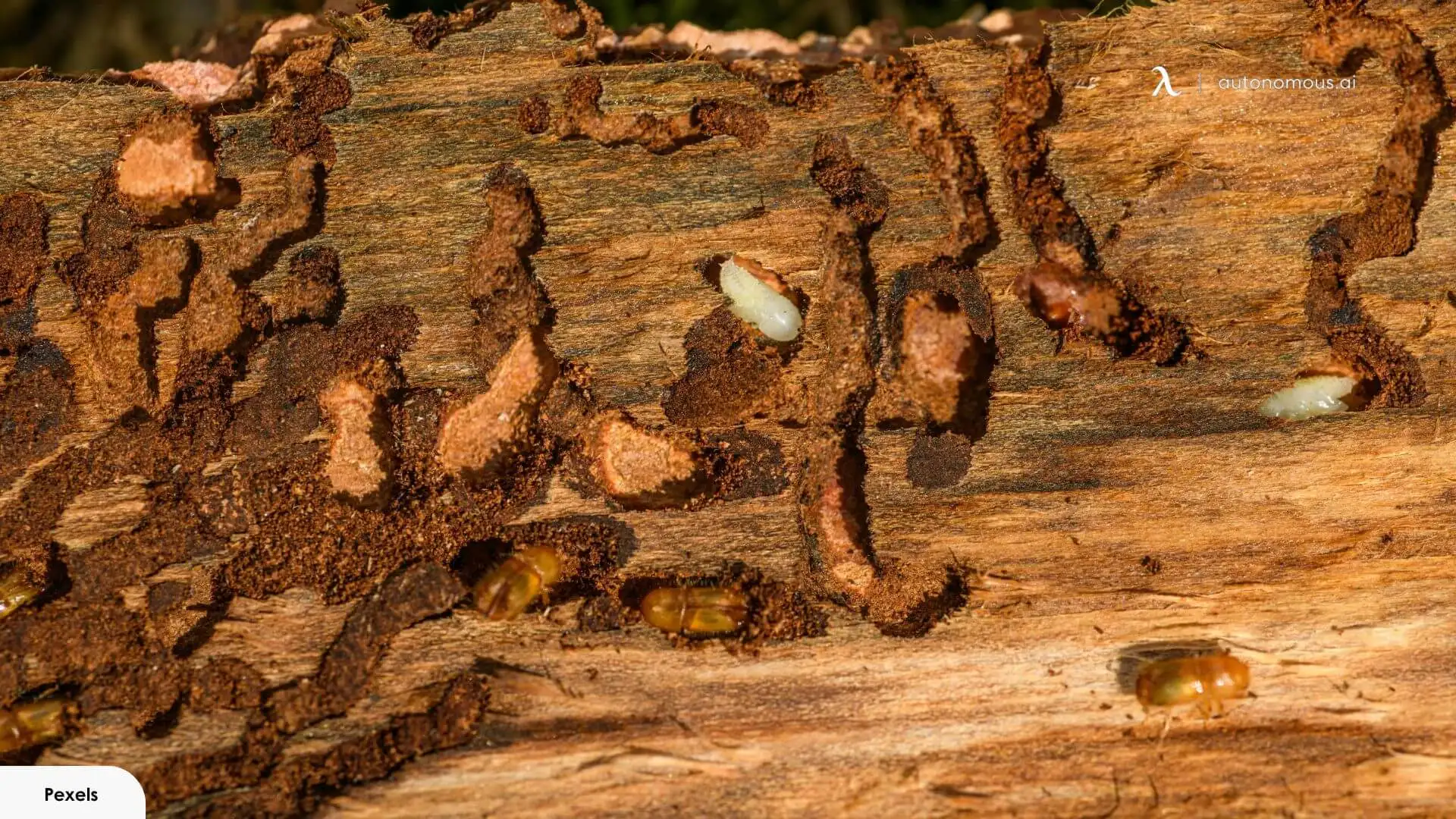 How to Get Rid of Wood Mites: Treatment by Furniture Type