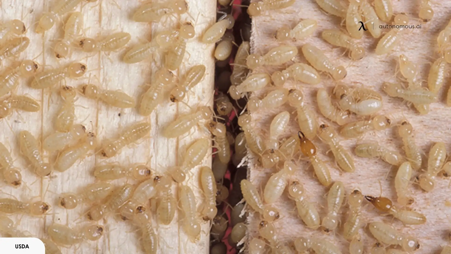 wood mites