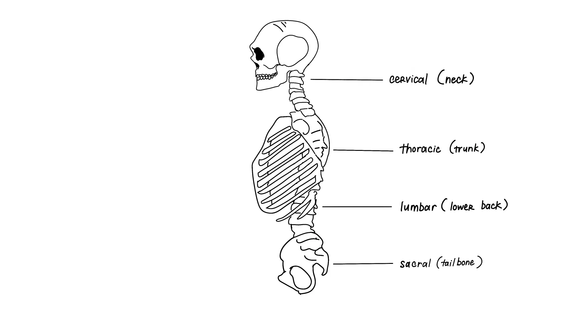 How should you sit in an office chair if you have scoliosis?