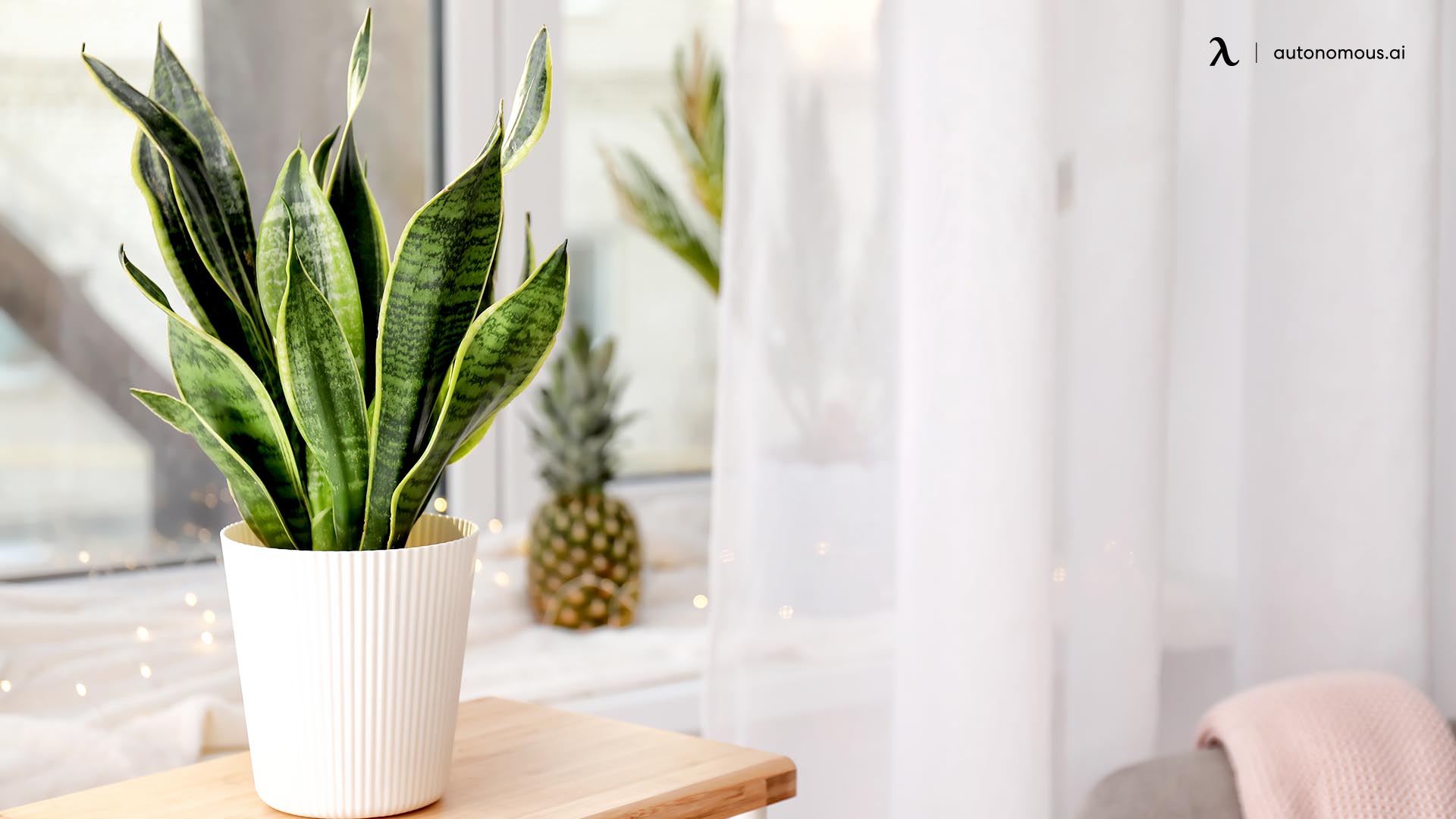 10 Best Office Desk Plants That Bring the Green to Workspace