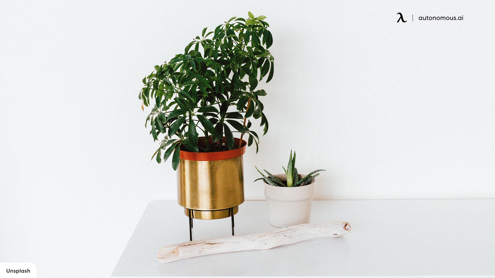 A Desk Plant or Succulent