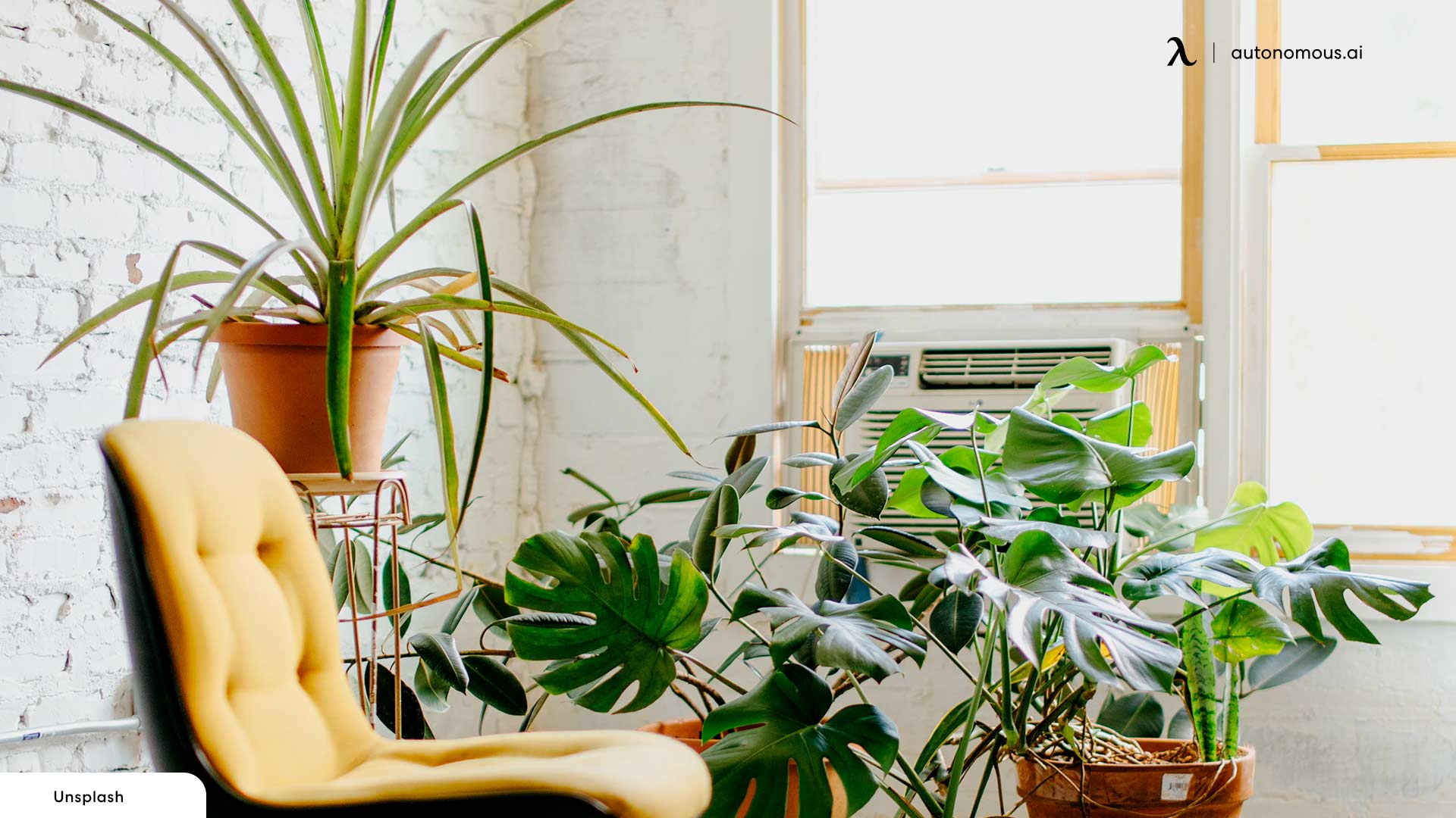 Get Some Plants to clean air in home