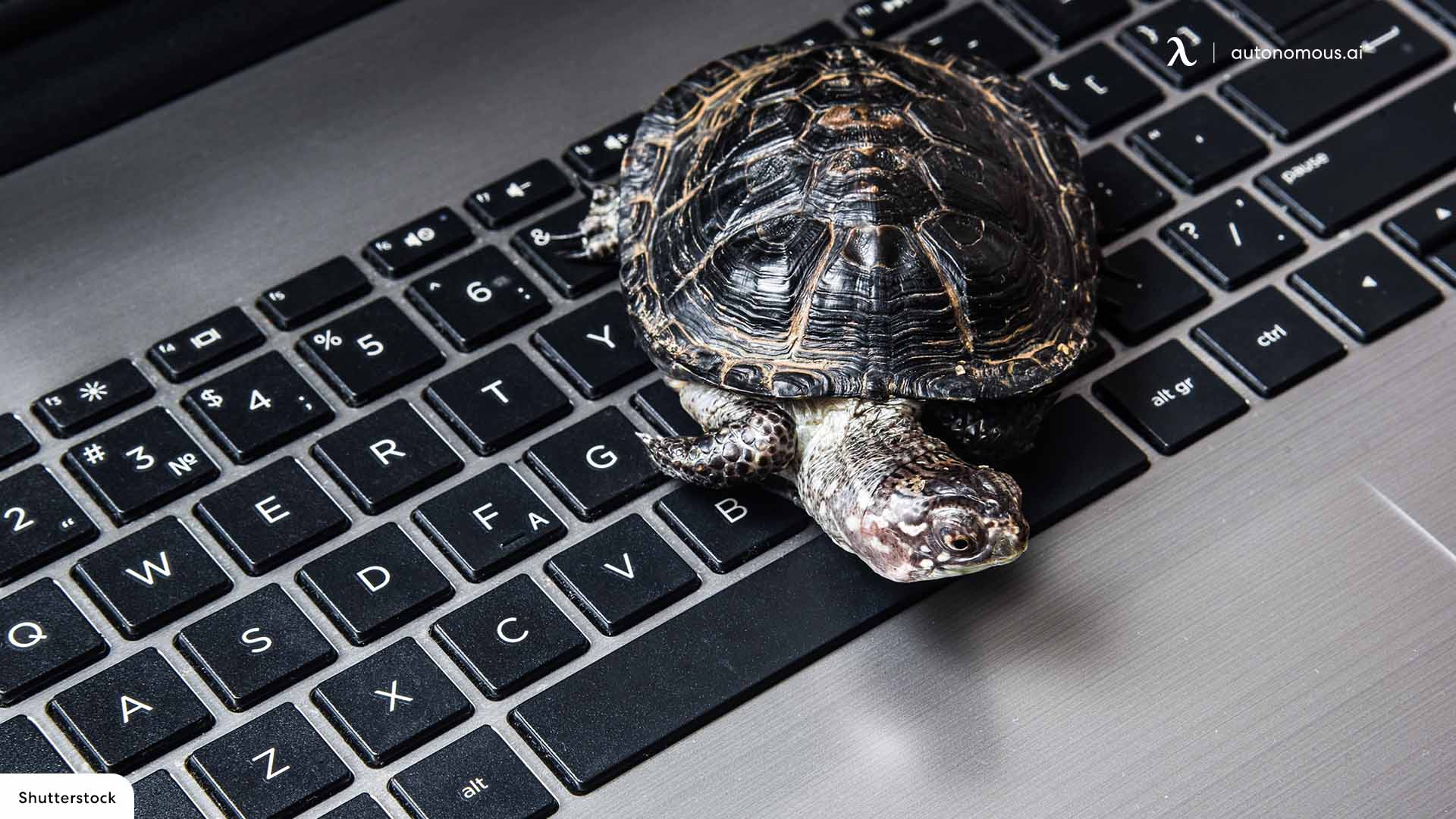 Tortoise office pets