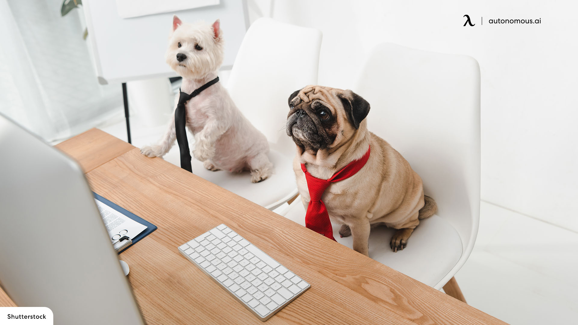 Have a Space for Your Pets in backyard office