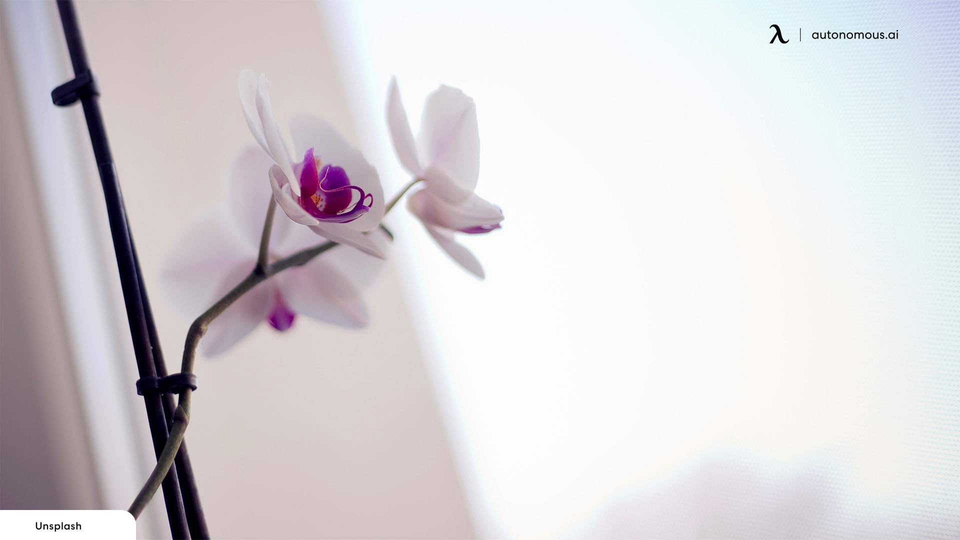 White orchids desk accessories for women