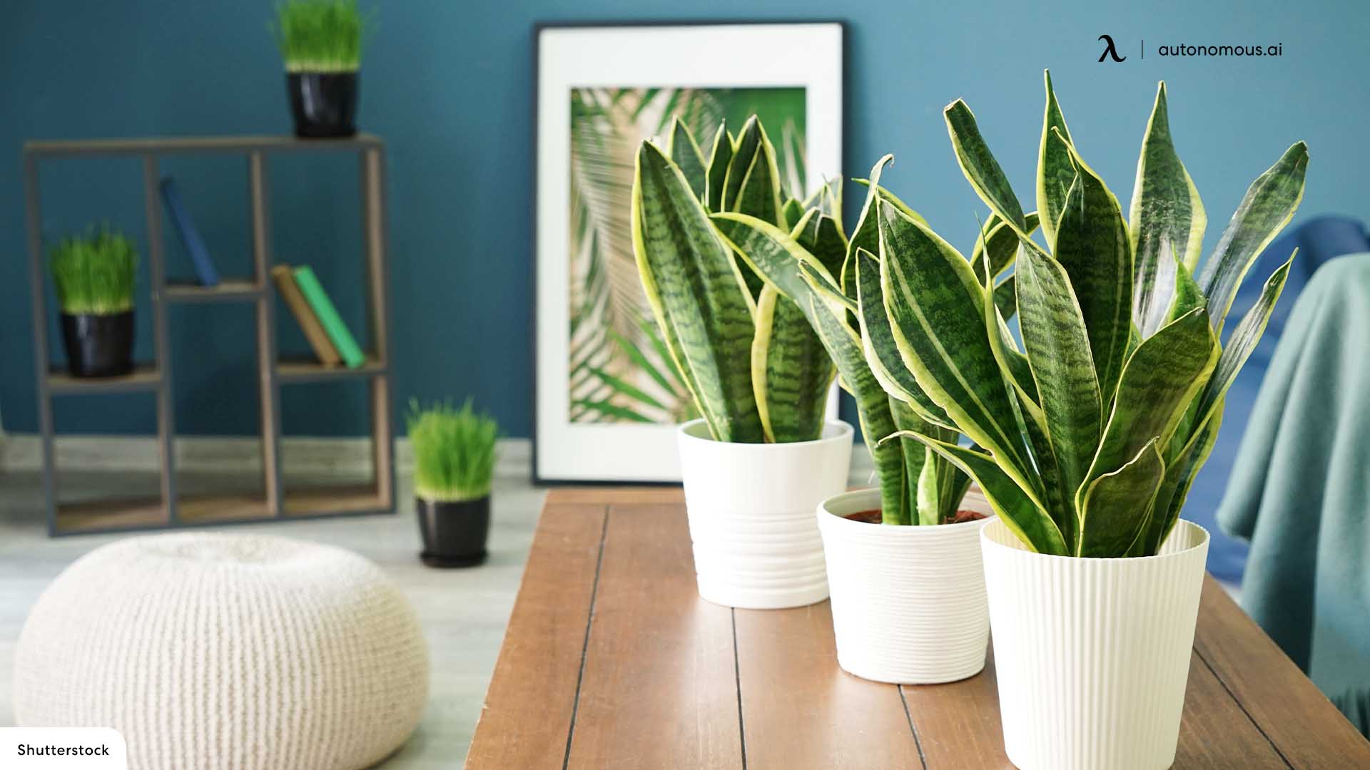 Desk Plant work from home essentials