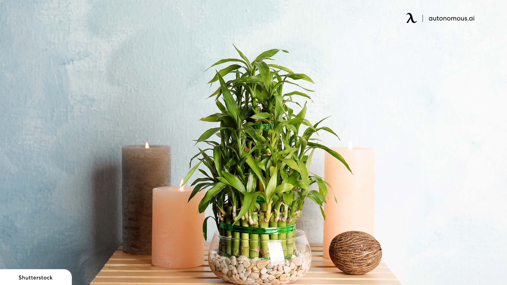Lucky Bamboo plants for business