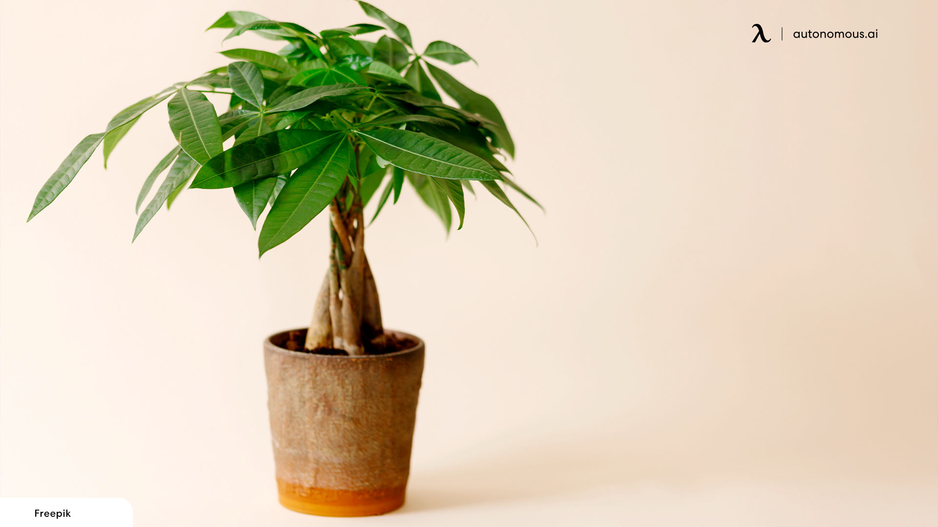 Money Tree plants for business
