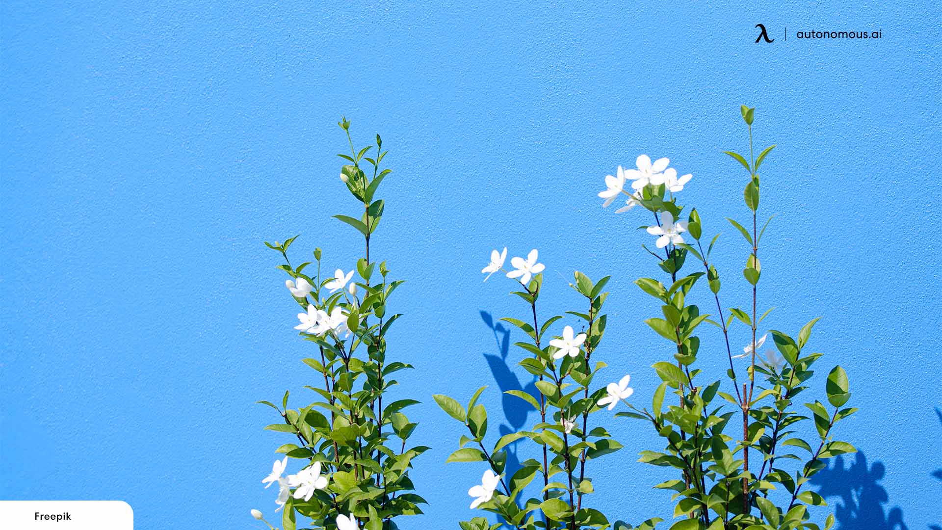 Flowering Jasmine Plant