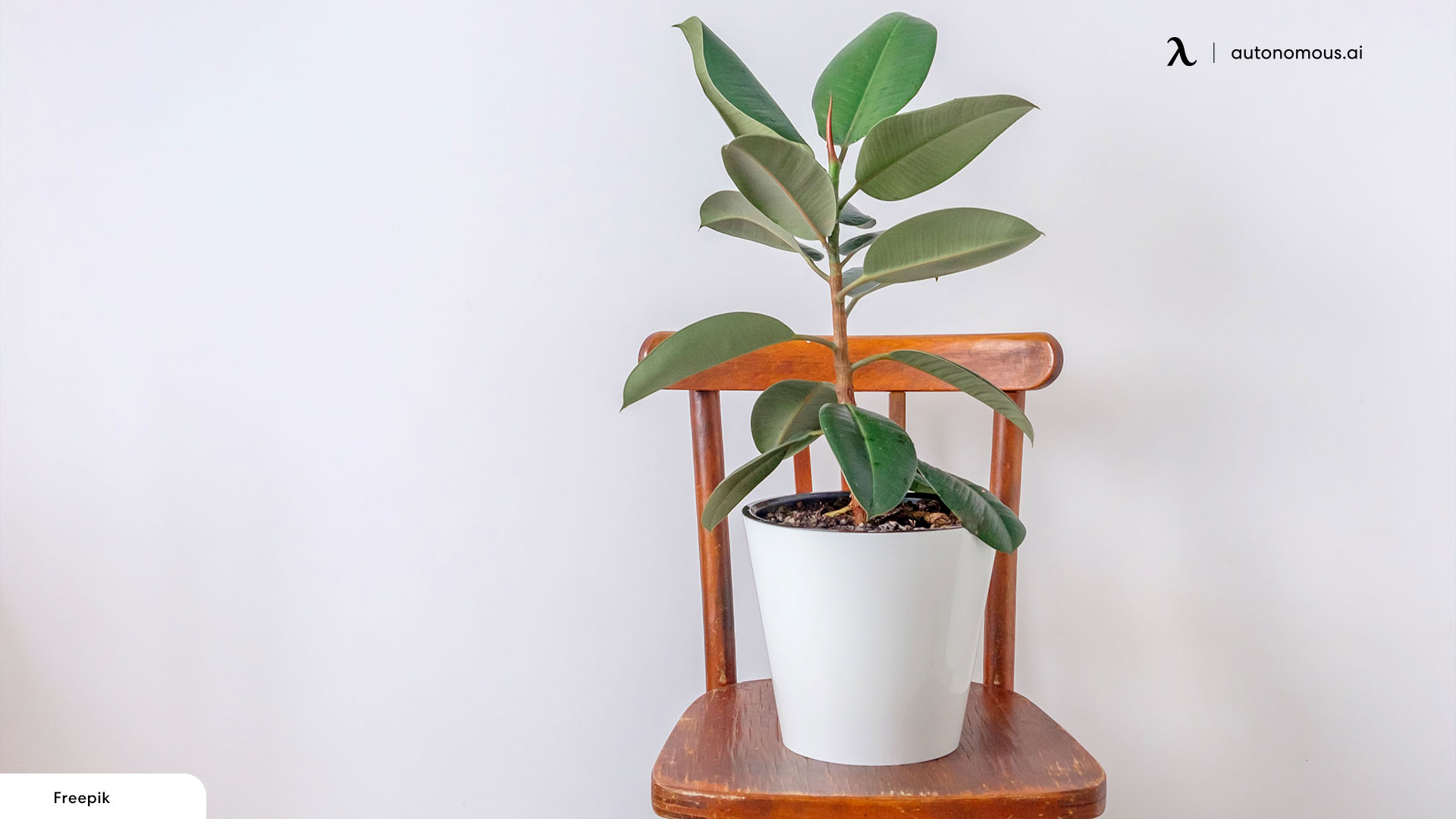 Rubber Tree plants for business