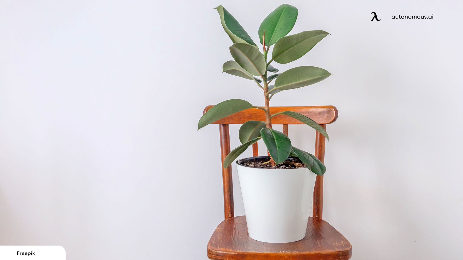 Top Feng Shui Plants For Business In 2023