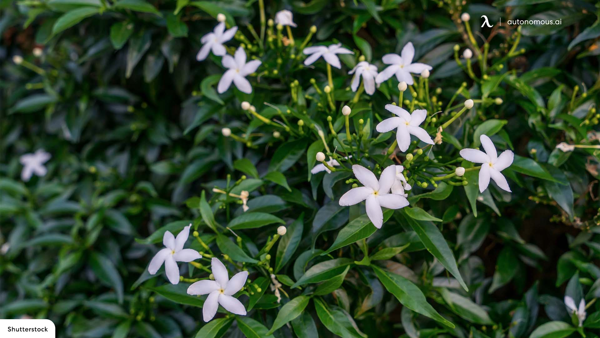 Flowering Jasmine best indoor garden
