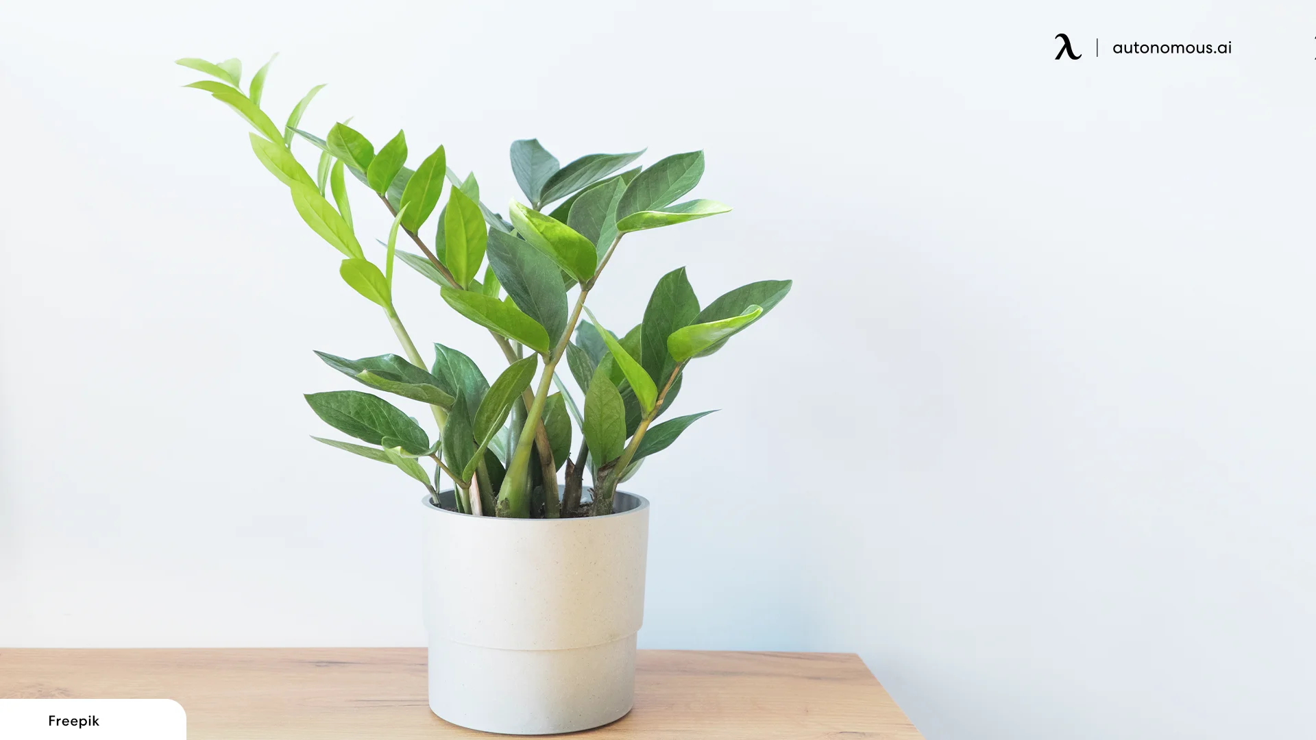 ZZ plants for office with no windows