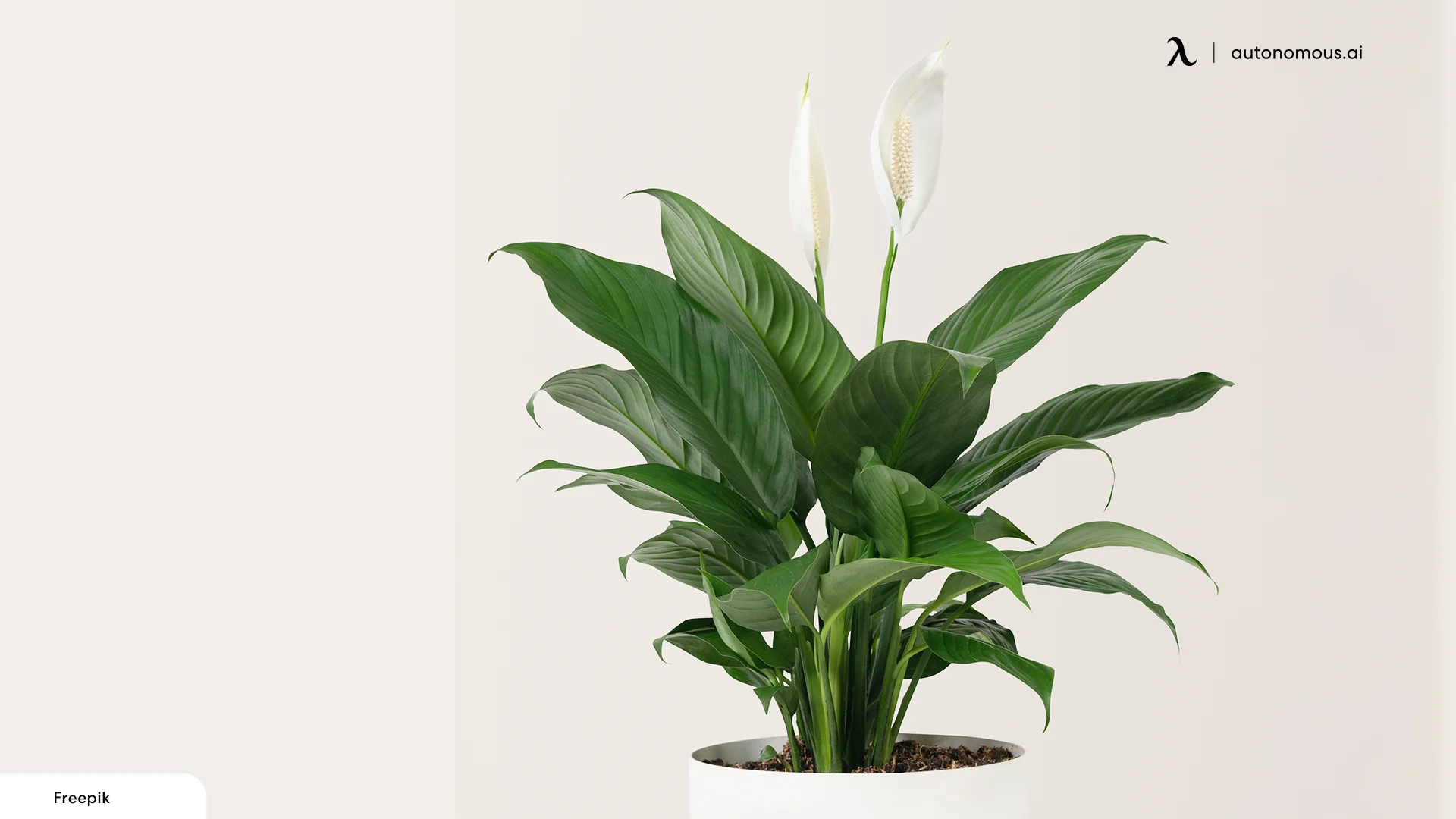 Peace Lily plants for office with no windows