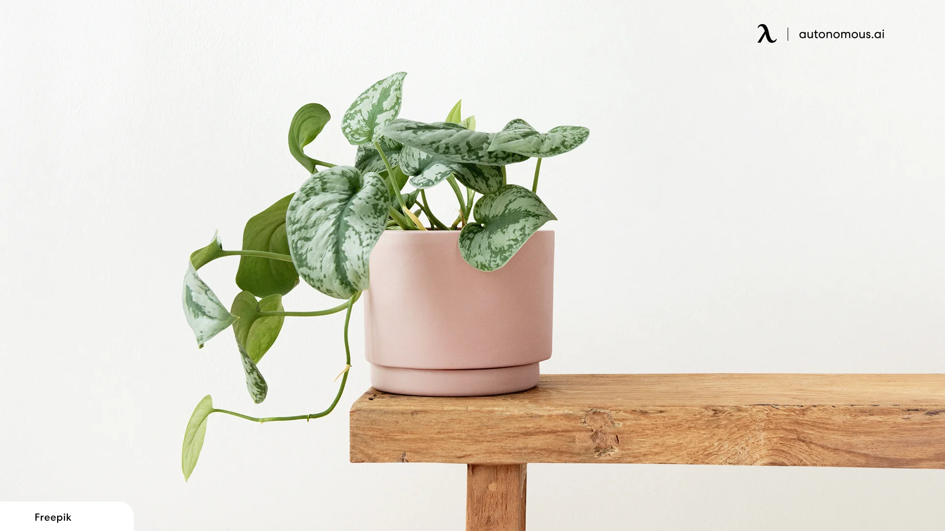 Pothos plants for office with no windows
