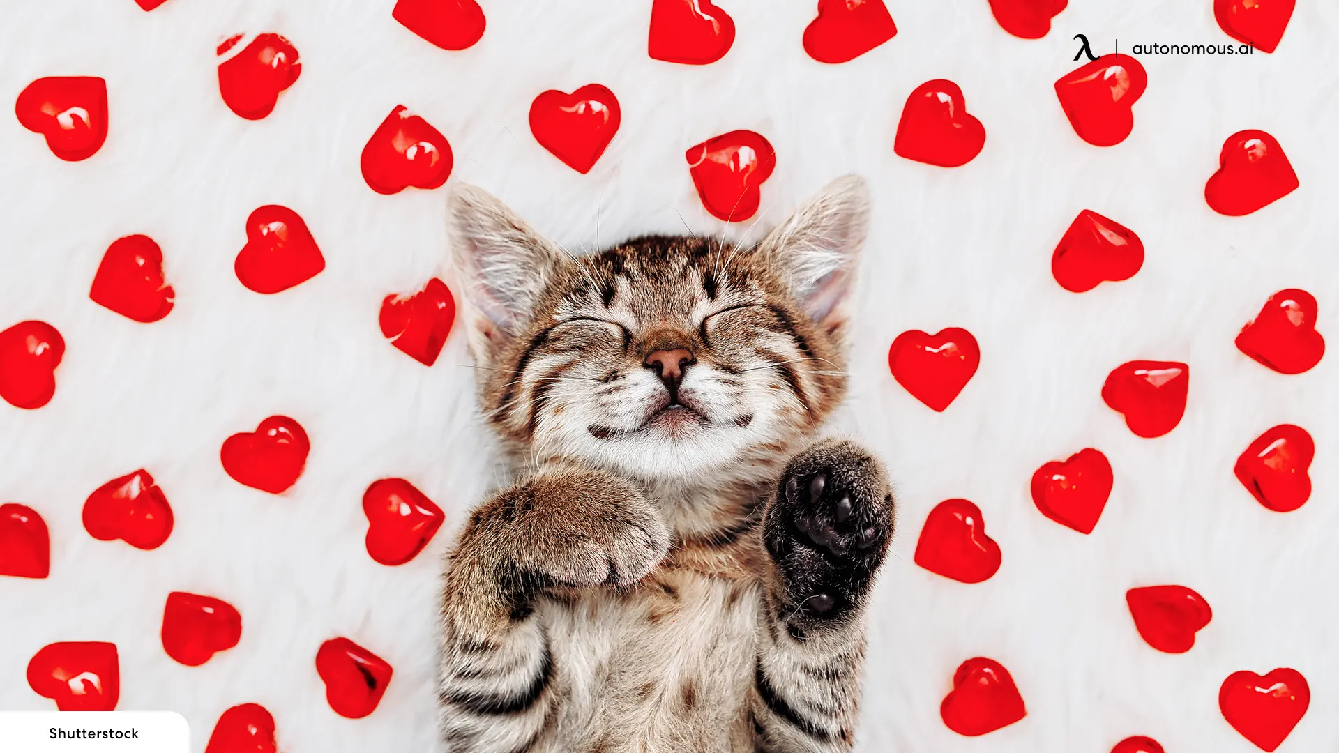 Cute Cats - valentine's gifts for her