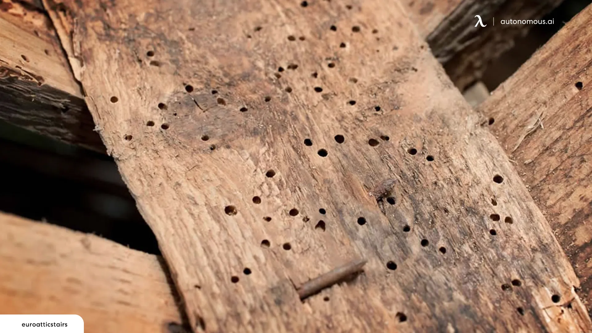 Signs of Wood Mites