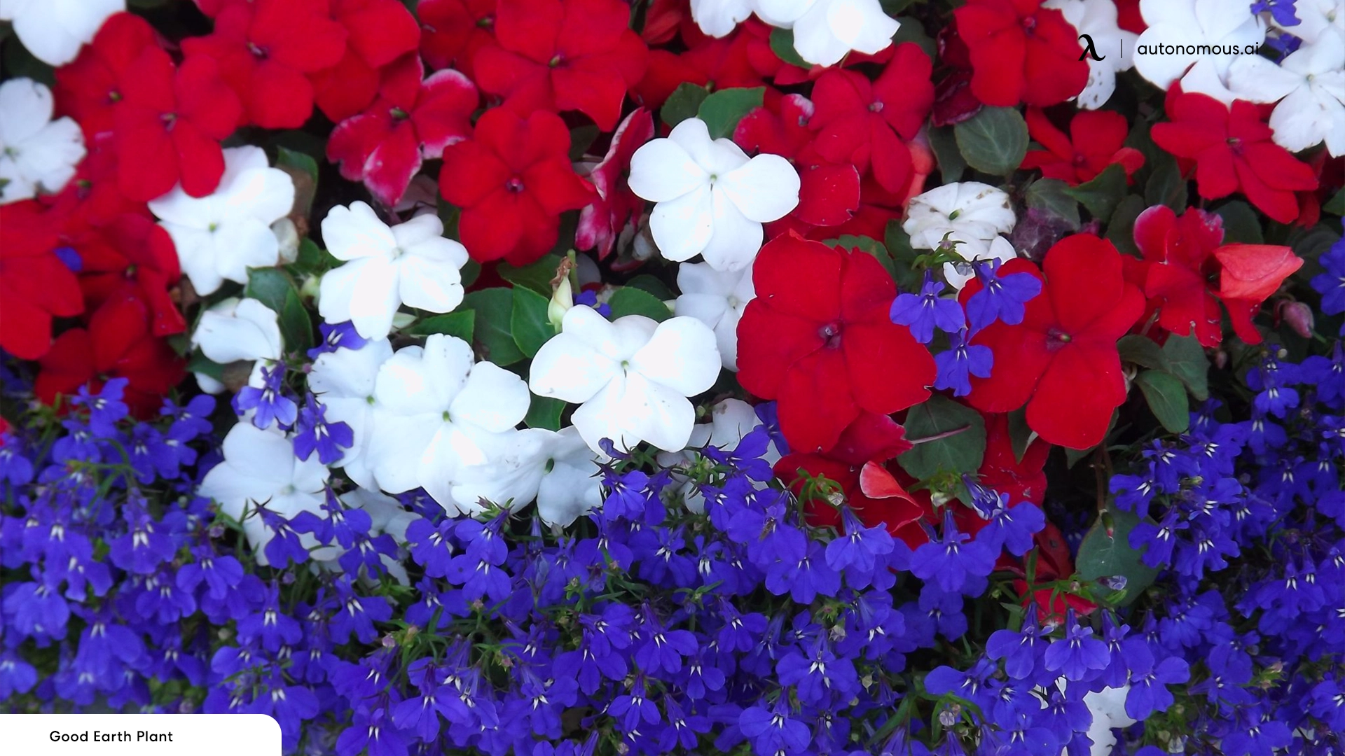 Red, White, and Blue Flowers - memorial day decorations