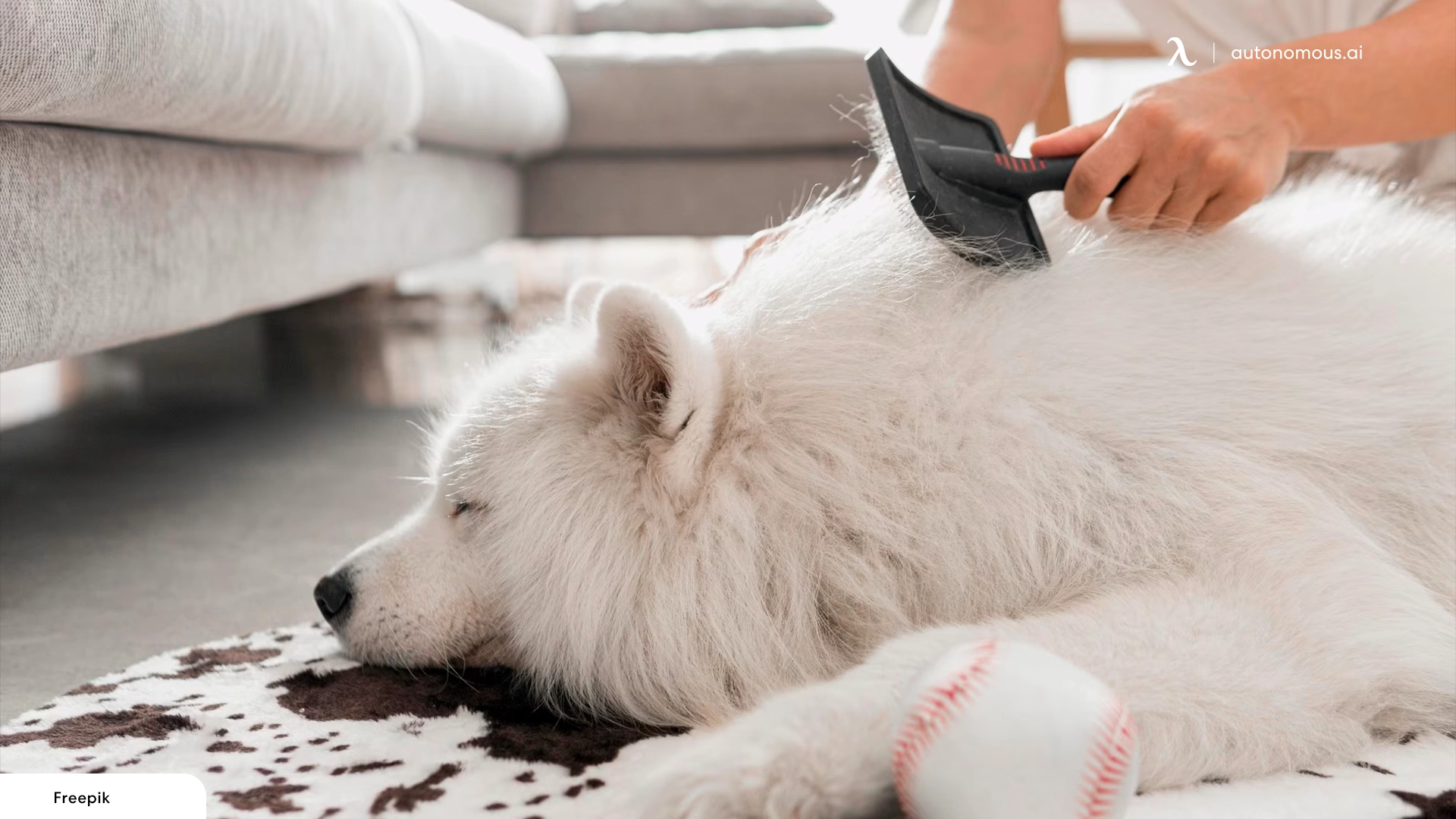 Regular Grooming Is a Must - furniture protection from dogs