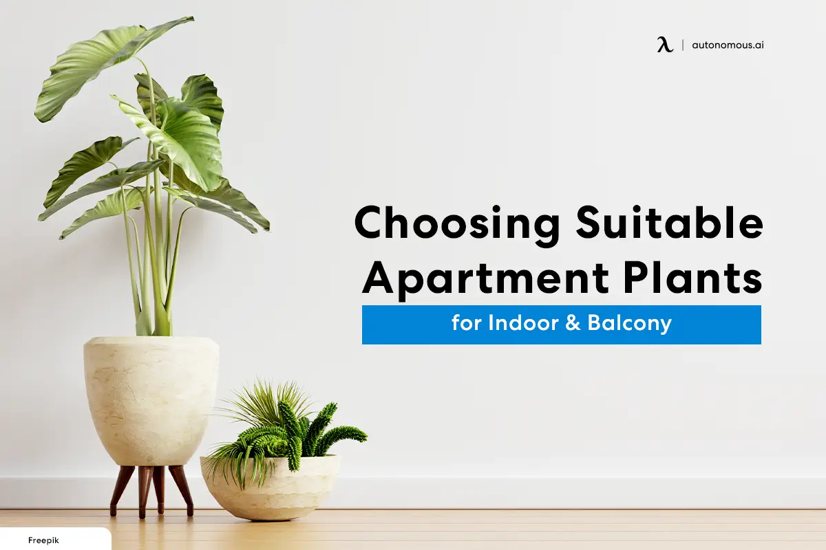 Choosing Suitable Apartment Plants for Indoor & Balcony
