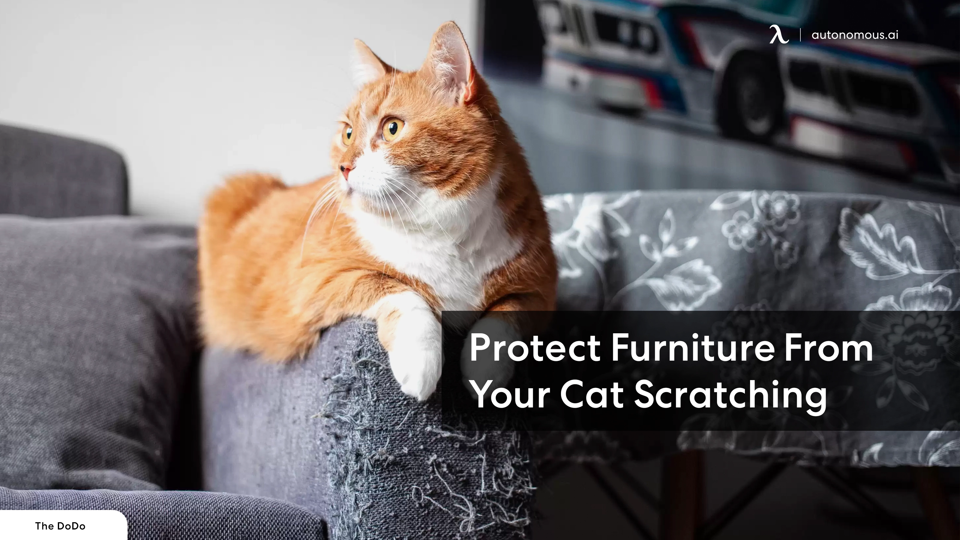 How to Protect Furniture From Your Cat Scratching | 10 Tips for Pet Parents