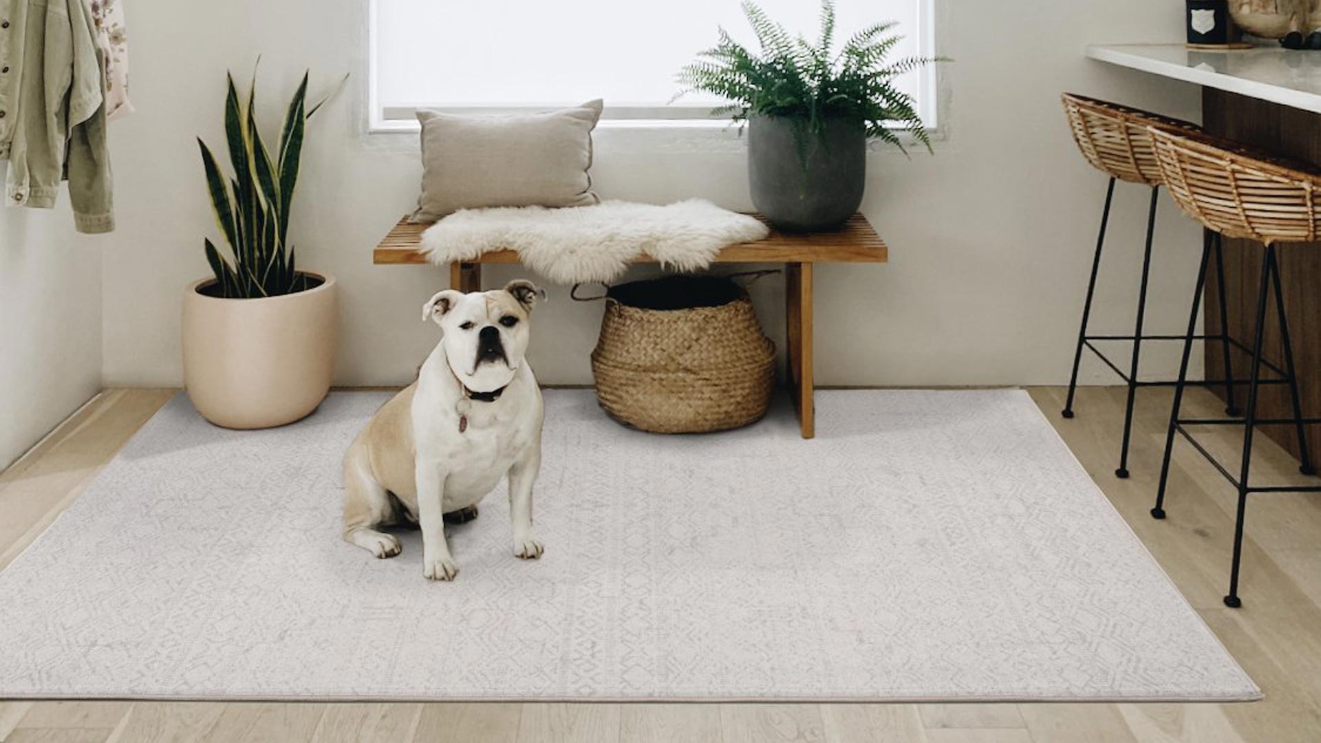Muddy paws are no match for our washable and spillproof rugs! 📸  @prouddogmomblog Rug: Tabor — Natural/Ash #washablerug #homeinterior…